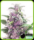 THC Bomb - Bomb Seeds