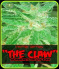 SALE - The Claw - Alphakronik Genes - Cannabis Seed Sale Items