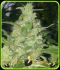 Turing Auto - Super Strains