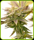 Wedding Cake - Seed City Seeds