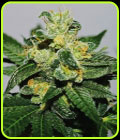 White Gold - Expert Seeds