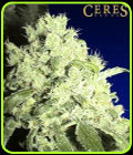 SALE - White Indica - Ceres Seeds - Cannabis Seed Sale Items