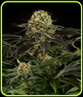 White Siberian - Dinafem Seeds