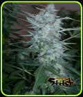 White Sirius Auto - Flash Seeds