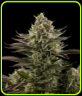 White Widow - Dinafem Seeds