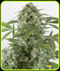 White Widow Autoflowering - Dinafem Seeds