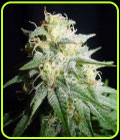 White Widow Automatic - Spliff Seeds