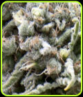 SALE - White Widow CBD Auto - Pyramid Seeds - Pyramid Seeds