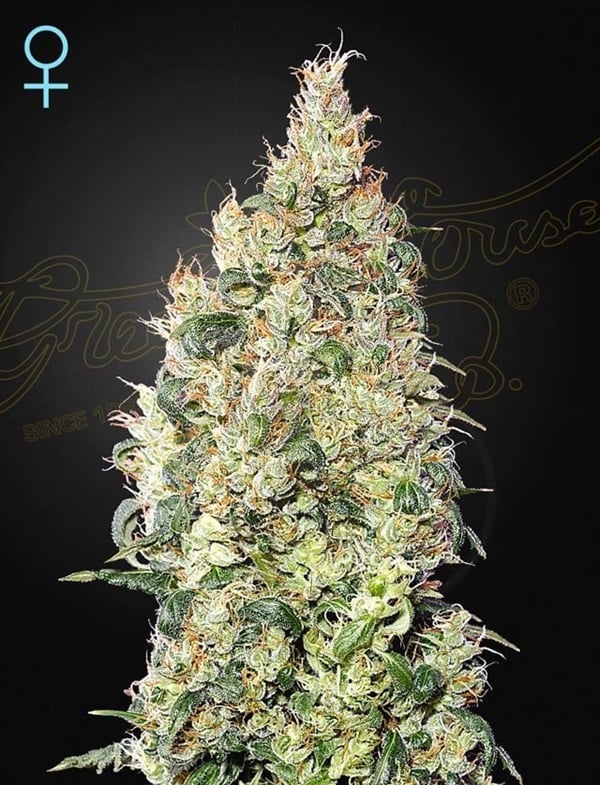 A picture of high CBD Cannabis Bud.  The strain is Greenhouse Seeds Great White Shark CBD