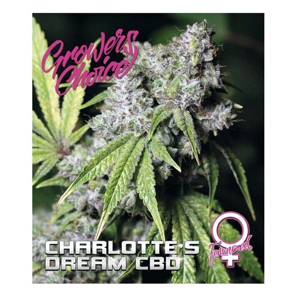 Picture of a High CBD seed strain by breeder Growers Choice. The cannabis seed strain is called Charlotte's Dream CBD