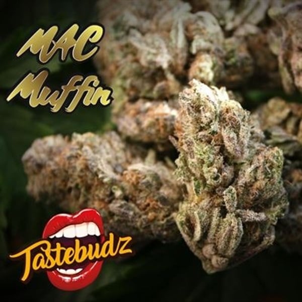 Picture of TasteBudz Mac Muffin Cannabis Bud for the Seed City Mac 1 article